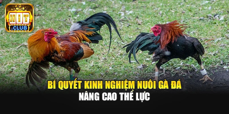 Bí quyết kinh nghiệm nuôi gà đá nâng cao thể lực