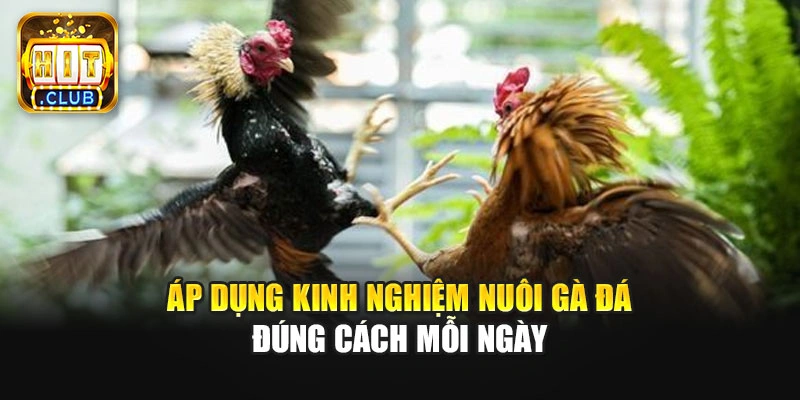 Áp dụng kinh nghiệm nuôi gà đá đúng cách mỗi ngày