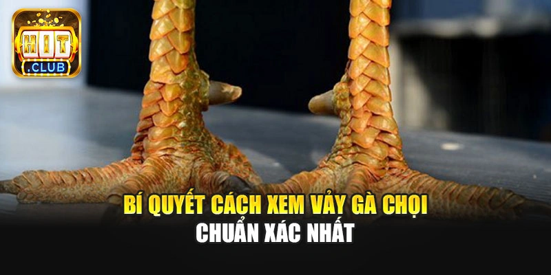 Bí quyết cách xem vảy gà chọi chuẩn xác nhất