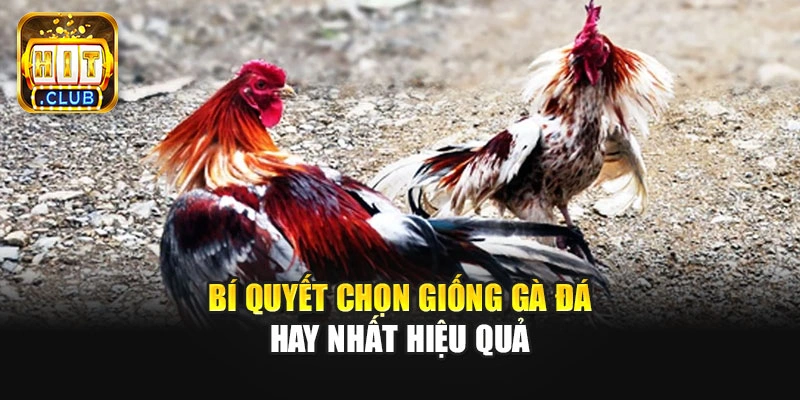 Bí quyết chọn giống gà đá hay nhất hiệu quả
