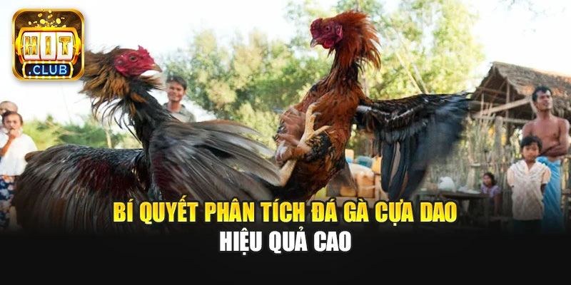 Bí quyết phân tích đá gà cựa dao hiệu quả cao