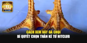 Cách Xem Vảy Gà Chọi | Bí Quyết Chọn Thần Kê Từ Hitclub