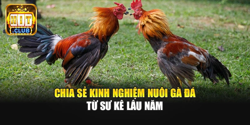 Chia sẻ kinh nghiệm nuôi gà đá từ sư kê lâu năm