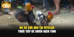 Đá Gà Cựa Dao Tại Hitclub | Trực Tiếp Kê Chiến Kịch Tính
