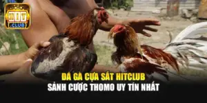 Đá Gà Cựa Sắt Hitclub | Sảnh Cược Thomo Uy Tín Nhất
