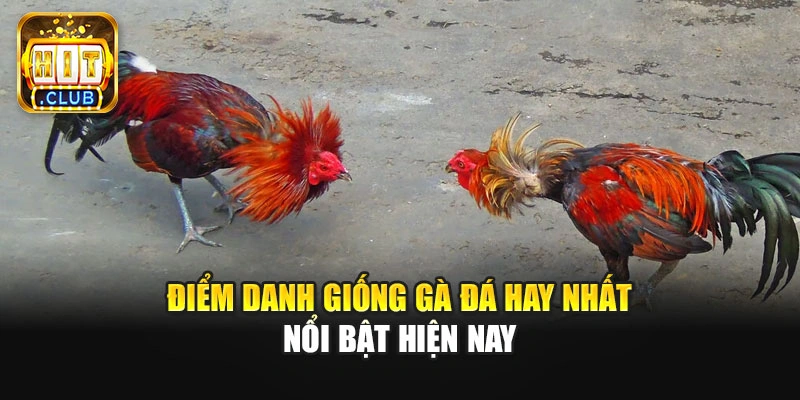 Điểm danh giống gà đá hay nhất nổi bật hiện nay