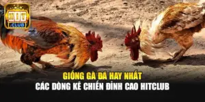 Giống Gà Đá Hay Nhất | Các Dòng Kê Chiến Đỉnh Cao Hitclub