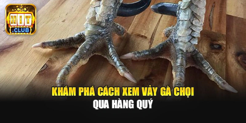 Khám phá cách xem vảy gà chọi qua hàng quý