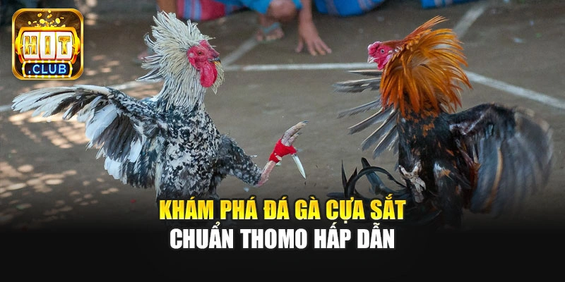 Khám phá đá gà cựa sắt chuẩn Thomo hấp dẫn