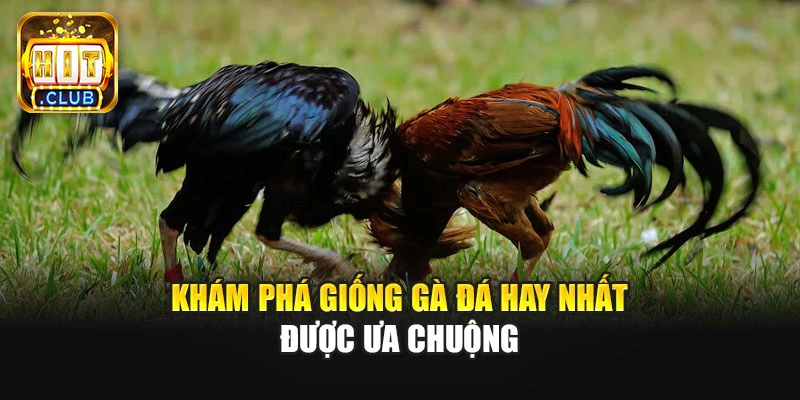 Khám phá giống gà đá hay nhất được ưa chuộng