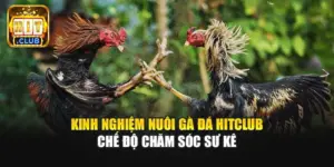 Kinh Nghiệm Nuôi Gà Đá Hitclub | Chế Độ Chăm Sóc Sư Kê