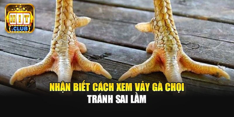Nhận biết cách xem vảy gà chọi tránh sai lầm