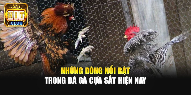 Những dòng nổi bật trong đá gà cựa sắt hiện nay