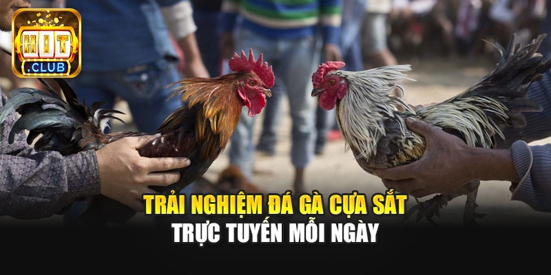 Trải nghiệm đá gà cựa sắt trực tuyến mỗi ngày